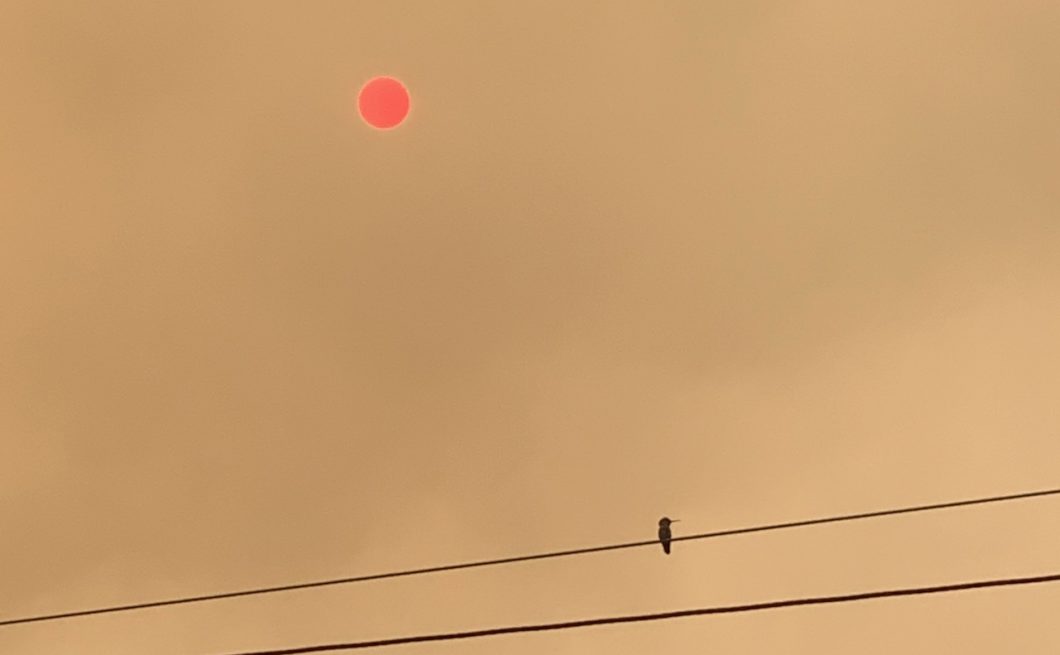 image of hummingbird in profile, resting on telephone wire, against a smoke-filled sky with a hazy pink sun