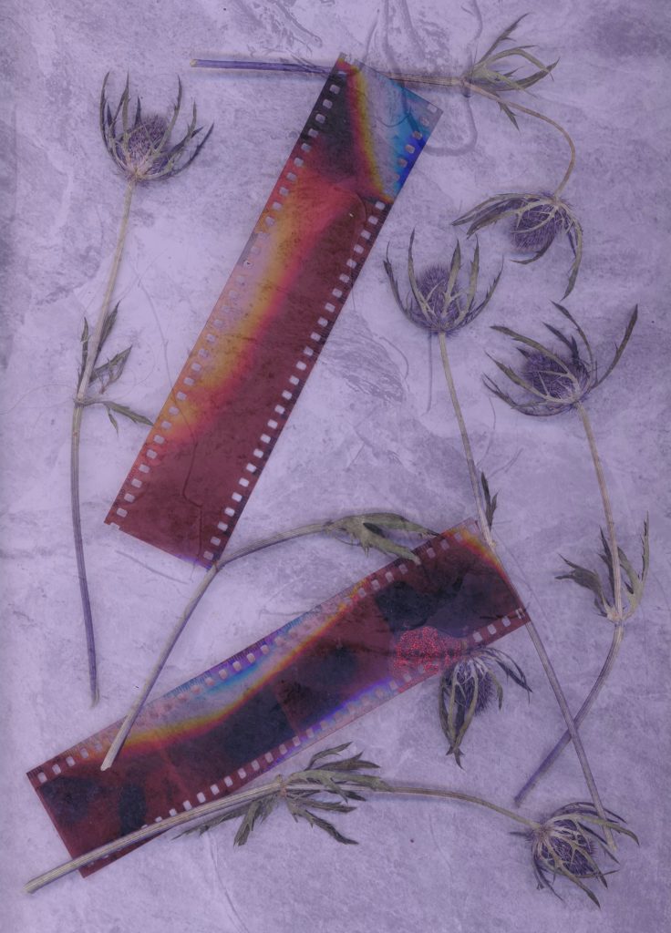 images of film strips and pressed flowers on white background