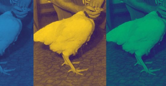 three images of mike the headless chicken viewed through blue, yellow, and green filters