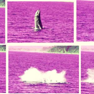6 images of a whale breaching and summering, arranged chronologically in a grid