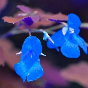 image of two impatiens flowers against background of leaves