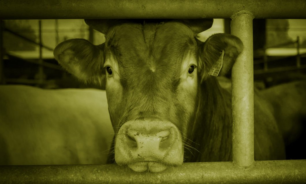Close up of a cow staring straight ahead through the bars of its enclosure.