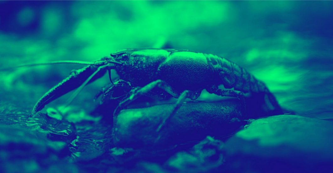 A crawfish rests above the waterline, on top of a rock in a small stream.