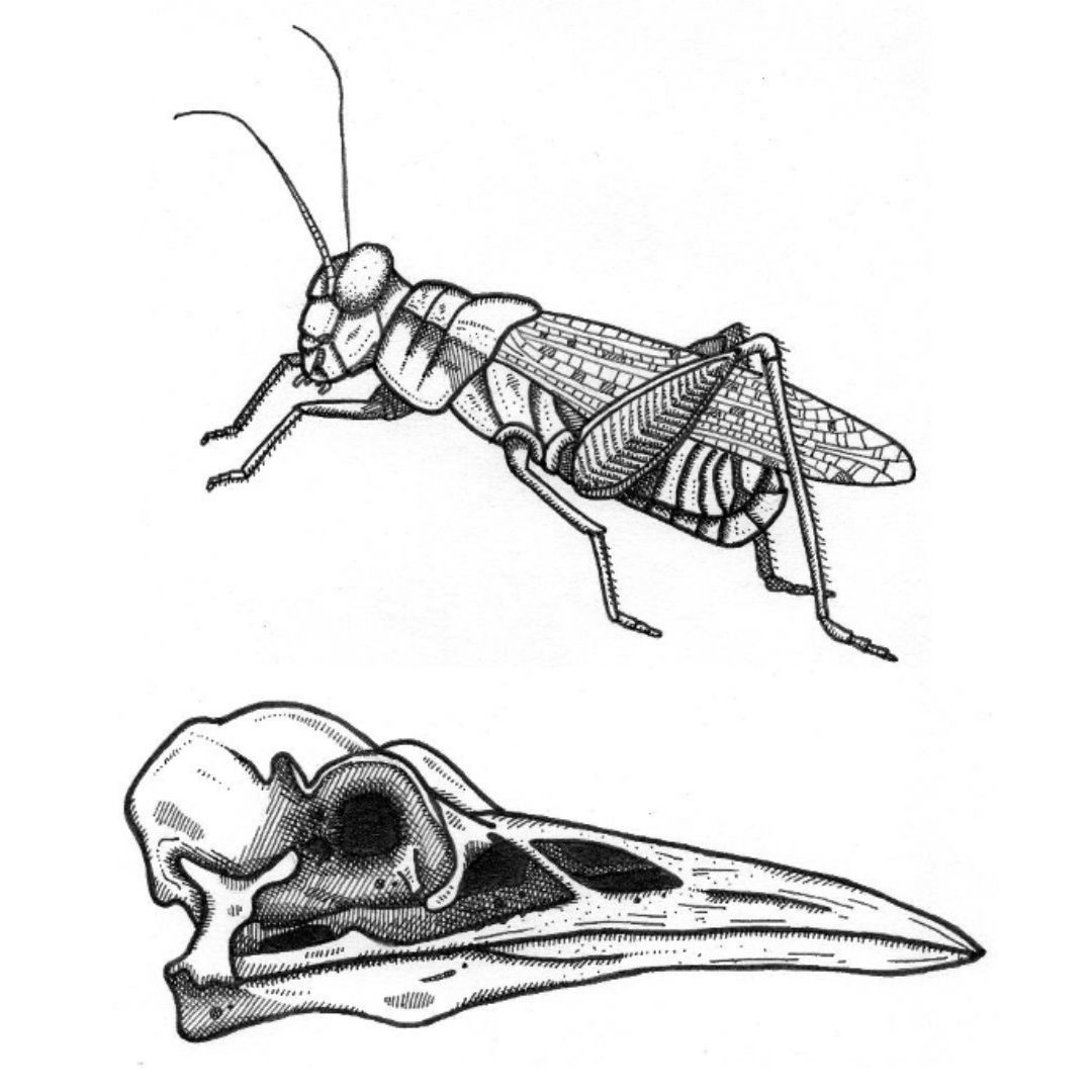 "Melanoplus Spretus" And "Nycticorax Olsoni" - Portland Review