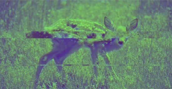 image of fawn split into offset horizontal sections by screen glitch